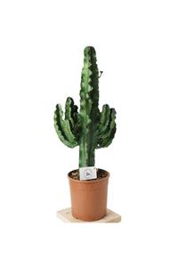 Heryerbitki Süs Bitkileri Euphorbia Erytrea Cactus Large Kaktüs- 80 cm Plastik Saksılı