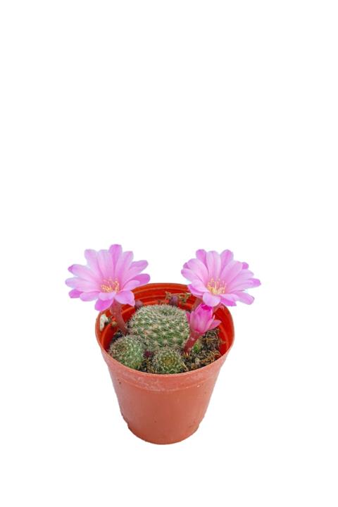 Sukulent Bahçem Rebutia - Pembe Çiçek Açan Kaktüs (5,5 CM SAKSIDA)