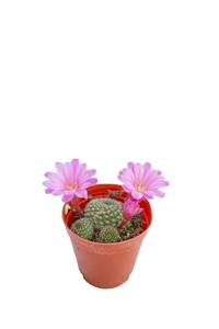 Sukulent Bahçem Rebutia - Pembe Çiçek Açan Kaktüs (5,5 CM SAKSIDA)