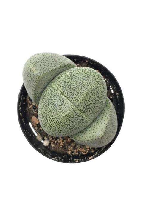 Berceste Peyzaj tasarım Taş Kaktüs Lithops Pleiospilos Nelii Cactus