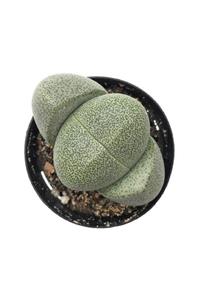 Berceste Peyzaj tasarım Taş Kaktüs Lithops Pleiospilos Nelii Cactus