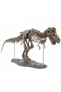 Ebohcaci Tyrannosaurus Rex Dinozor Fosili Modeli Akvaryum