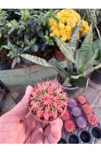 lalaahmetbotanik Turuncu Dikenli Altın Fıçı Kaktüs, Echinocactus Grusonii 5,5 Cm