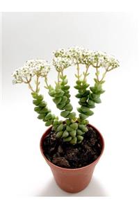 ünal kaktüs Crassula Rupestris Bitki