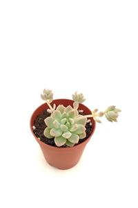 ünal kaktüs Echeveria Prolifica Sukulent