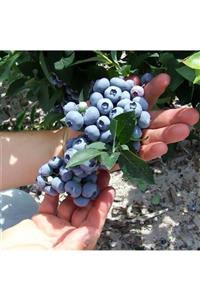 Floramut Tüplü Lipaka Bonus Blueberry Yaban Mersini Fidanı