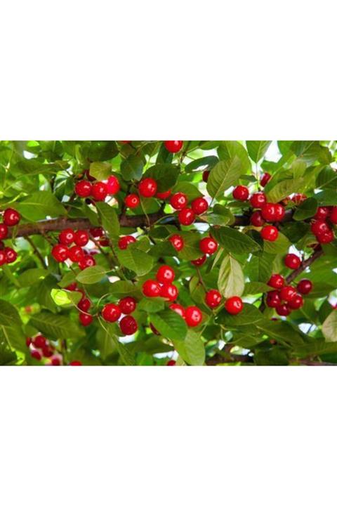 KARDEŞLER FİDANCILIK Kütahya Vişne