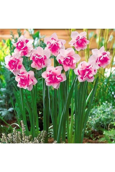 LOBELYA TOHUMCULUK 4 Adet Pembe Renkli Katmerli Nergis Çiçeği Soğanı Kokulu