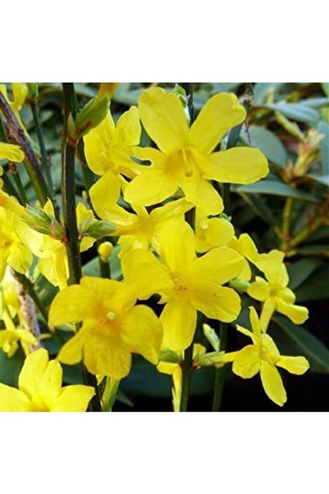 FİDAN SEPETİM 10 Adet Sarı Yasemin Fidanı