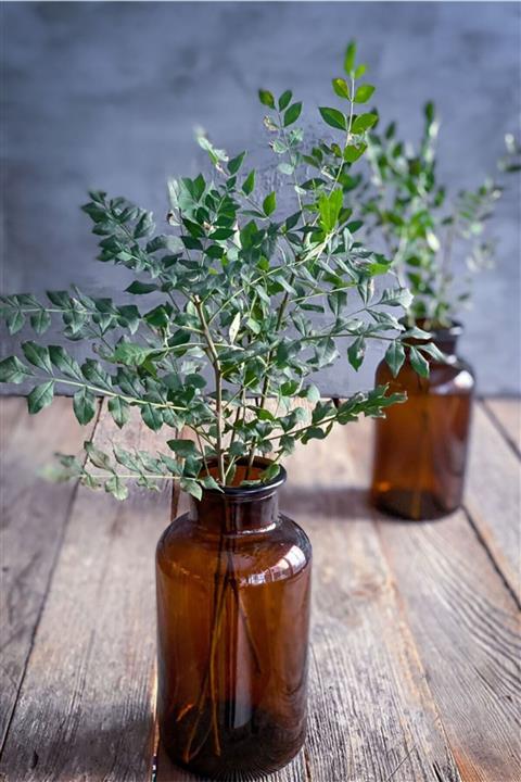 SaffHane Amber Cam Vazo 1000 Ml