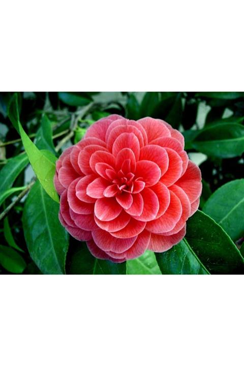 lalaahmetbotanik Kamelya Çiçeği Camelia Japonica