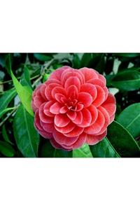 lalaahmetbotanik Kamelya Çiçeği Camelia Japonica