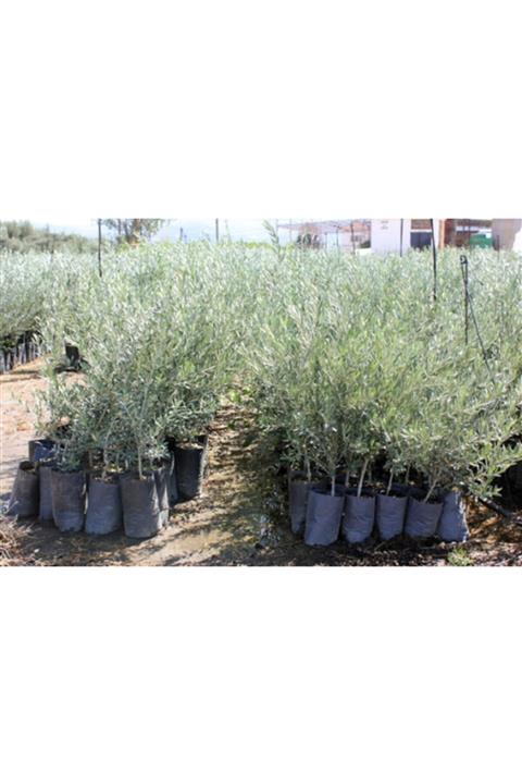 Ucuzluk Diyarı 2 Adet Arbeguina ( Bodur ) Zeytin Fidanı Tüplü 2 Yaş Ve 1 Metre Boy Garantili