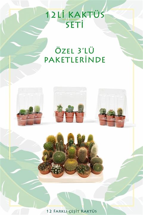 Bitkim 12’li Kaktüs Seti - Birbirinden Farklı Mix Bitkiler
