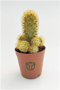 Toptan Kaktüs Mammillaria Elongata, Lady Finger, Sarı Dikenli Kaktüs, Bol Yavrulu