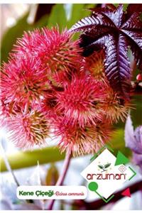 GüçlüTedarik Kene Çiçeği (ricinus Communis) Çiçek Tohumu 5 Adet