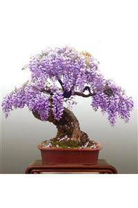 Tohum Dünyam Wisteria Bonsai Ağacı Tohumu 3 Adet