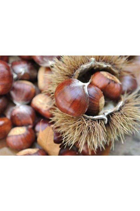 MUTLU YÖRESEL Kuzu Kestane