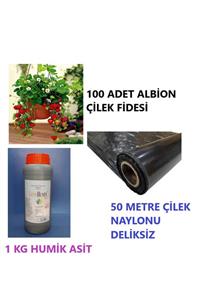 Ucuzluk Diyarı 100 Adet Albion Çilek Fidesi + 1 Kg Humik Asit Köklendirici + 50 Metre Naylon