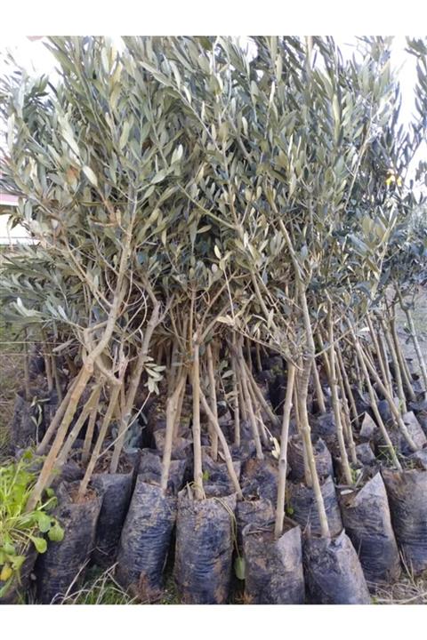 ÖZGÜVEN TARIM Tüplü Gemlik Trilye Zeytin Fidanı (10 Adet)