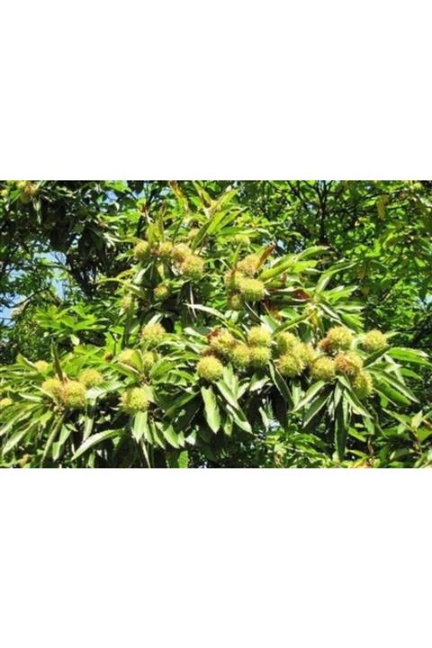 Ebruli Tüplü Fidan Aşılı Sarı Kestane Fidanı