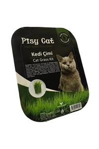 Pisy Cat Doğal Kedi Çimi