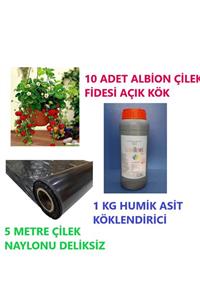 Ucuzluk Diyarı 10 Adet Albion Çilek Fidesi + 1 Kg Humik Asit Köklendirici + 5 Metre Naylon