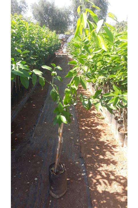 Ebruli Tüplü Fidan Okitsu Mandalina Fidanı