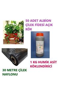 Ucuzluk Diyarı 50 Adet Albion Çilek Fidesi + 1 Kg Humik Asit Köklendirici + 30 Metre Naylon