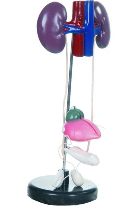 Edulab Boşaltım Sistemi Modeli