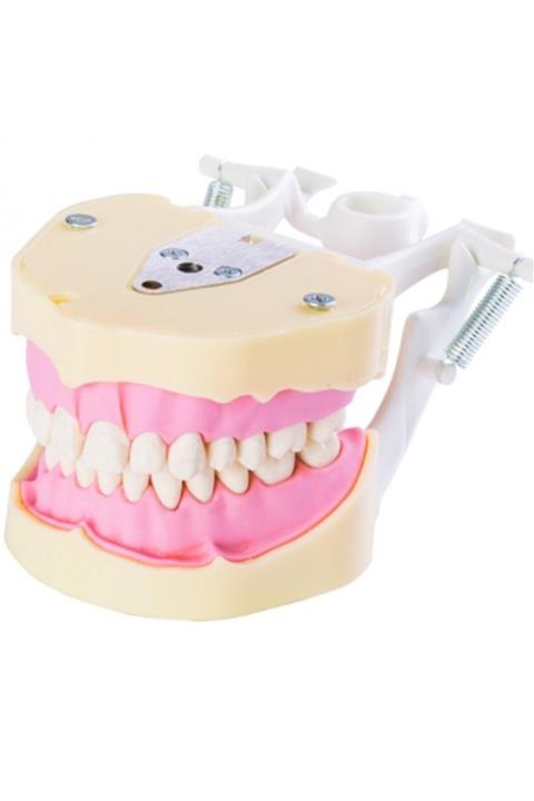 POLYWAX Diş Hekimliği Fakültesi Öğrencileri Eğitimi Için, Çene Çalışma Modeli,28 Dişli (blk3425)