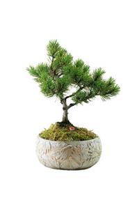 Çiçek Yolla Dekoratif Saksıda Çam Bonsai