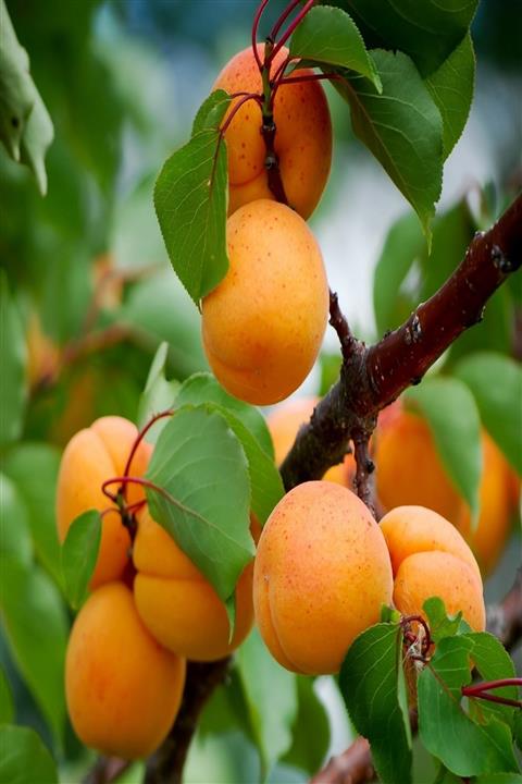 KARDEŞLER FİDANCILIK Iğdır(şalak)kayısı