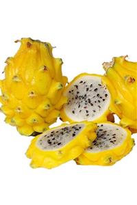 İdeaPazar Tüplü Nadir Sarı Pitaya Yellow Dragon Fruit (ejder Meyvesi) Fidanı