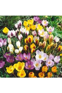 Bilgarden Crocus Mixed Karışık Renkli Çiğdem Soğanı(100 Adet)