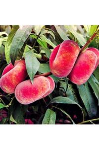 Floramut Tüplü Yarı Bodur Yassı Paraguay Basık Domates Şeftali Fidanı