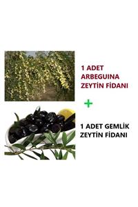 Ucuzluk Diyarı 1 Adet Arbeguına + 1 Adet Gemlik Zeytin Fidanı 1,5 Yaş Tüplüdür