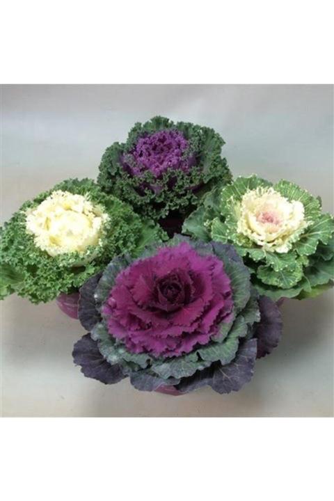 TohumBul Süs Lahanası (karışık Renk) Fidesi (100 Adet)