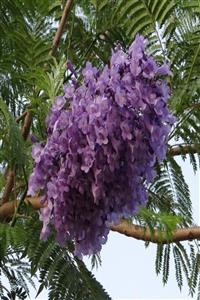 Bilgarden Tüplü Jacaranda (jakaranda) Ağacı Fidanı (200-300 Cm)