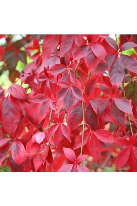 İdeaPazar 10 Adet Tüplü Amerikan Sarmaşığı (hazan Dalı, Frenk Asması) Fidanı