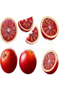 Efidancim Bodur Tipte Yemesi Mükemmel Içi Dışı Kırmızı Blood Orange Kan Portakalı Fidanı (Sınırlı Stok)