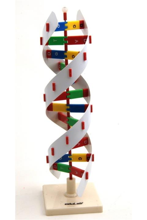 Edulab Dna Modeli