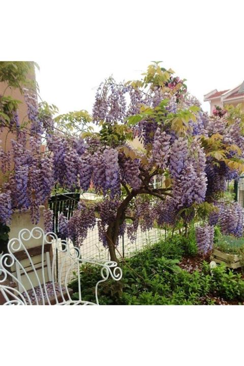 İdeaPazar Tüplü Yoğun Kokulu Wisteria Sinensis Mor Salkım Fidanı 200-270cm