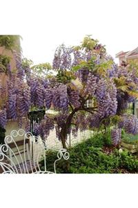 İdeaPazar Tüplü Yoğun Kokulu Wisteria Sinensis Mor Salkım Fidanı 200-270cm