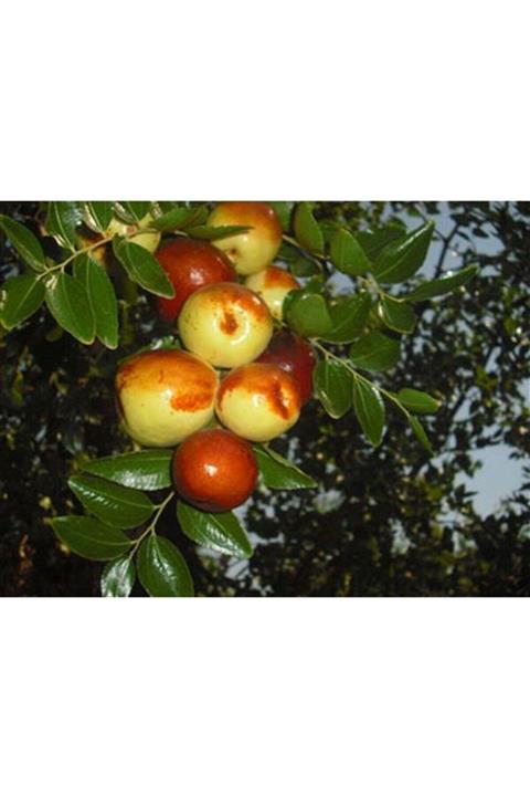 Ebruli Tüplü Fidan Iri Meyveli Hünnap Fidanı