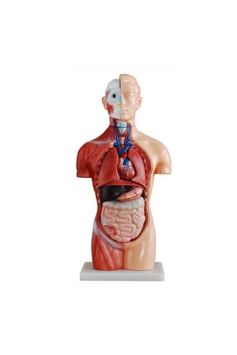 Anatomia Sexless (Cinsiyetsiz) Torso Modeli 42 cm 18 Parça