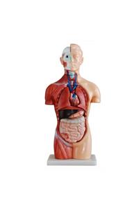 Anatomia Sexless (Cinsiyetsiz) Torso Modeli 42 cm 18 Parça