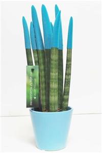 Mevsim Fidancılık Saksılı Ithal Sansevieria Velvet Touchz ( Turkuaz Renk ) (5.5 Luk Saksıda)