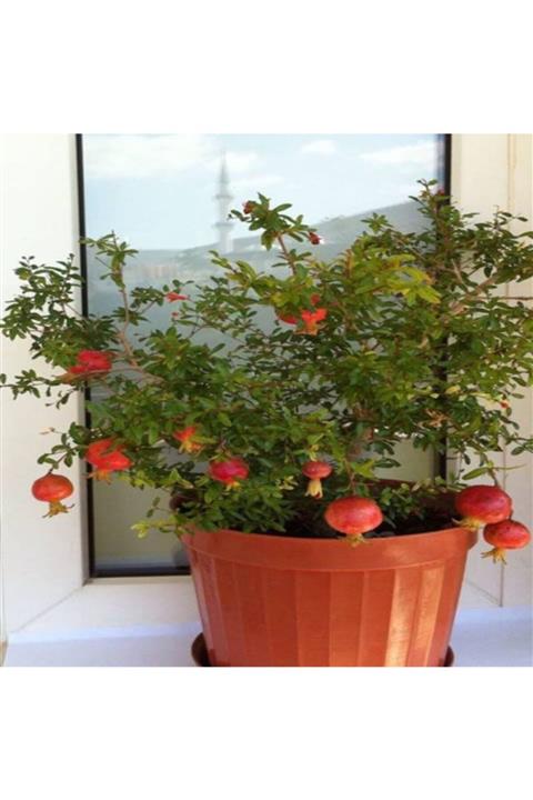 ÇİÇEKLİFE Süs Nar Fidanı Bodur 20 30 Cm Saksılı