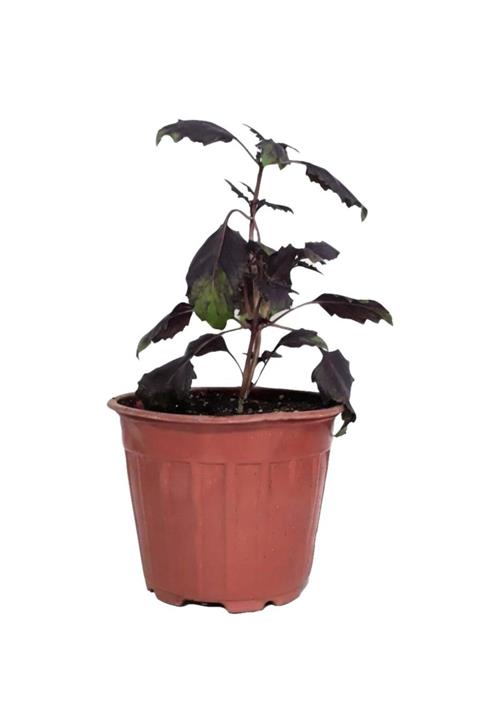 Fide Sepeti Saksıda Reyhan (mor Fesleğen) (1 Adet)